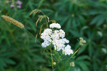 Yarrow is a perennial herbaceous plant of the Asteraceae family. A white flower.
