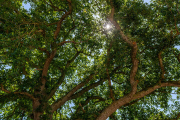 tree in the forest