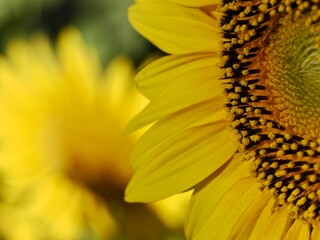 Details of yellow sunflowers in the field