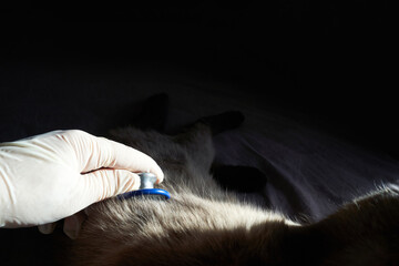 Veterinarian examines sick cat with stethoscope in dark room for health check-up.