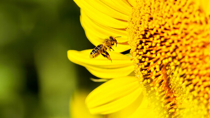 Detail of a bee covered in yellow pollen on a sunflower