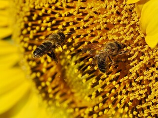 Detail of a bee covered in yellow pollen on a sunflower