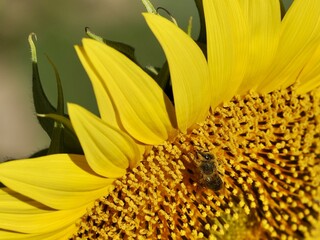 Detail of a bee covered in yellow pollen on a sunflower