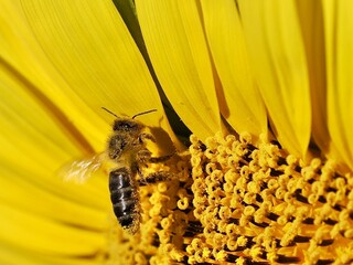 Detail of a bee covered in yellow pollen on a sunflower