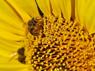 Detail of a bee covered in yellow pollen on a sunflower