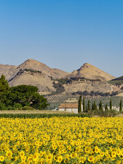 Mountain landscape with yellow sunflowers in Granada (Spain)