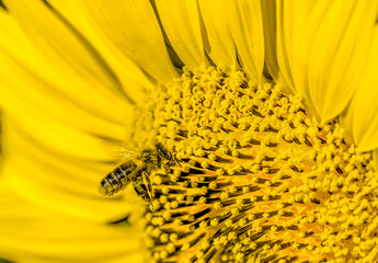 Detail of a bee covered in yellow pollen on a sunflower