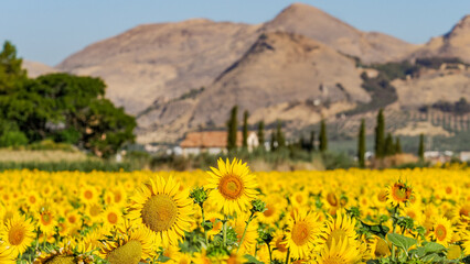 Mountain landscape with yellow sunflowers in Granada (Spain)