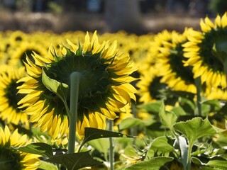 Details of yellow sunflowers in the field