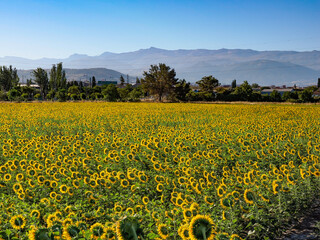 Mountain landscape with yellow sunflowers in Granada (Spain)