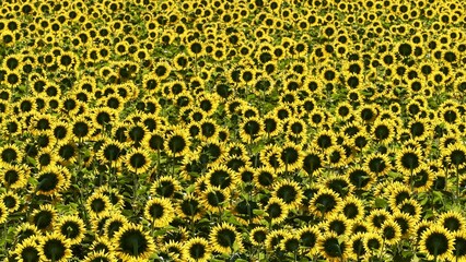 Background of yellow sunflowers in the field