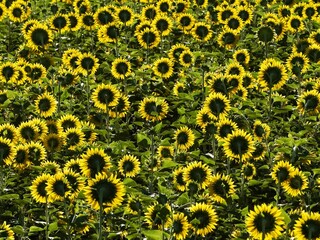 Background of yellow sunflowers in the field