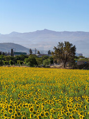 Mountain landscape with yellow sunflowers in Granada (Spain)
