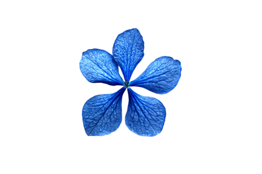 a blue flower is shown on a white background