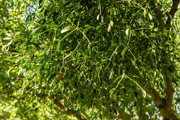 Mistletoe leaves in summer