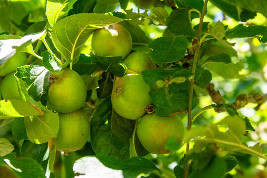 green apples on tree