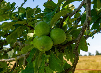 apples on tree