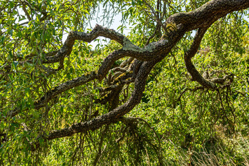 Fototapeta premium tree in the forest