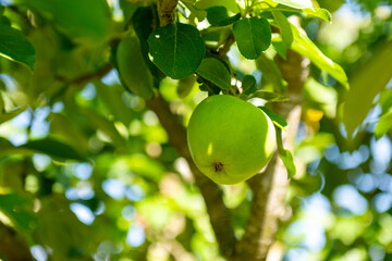 green apple on tree