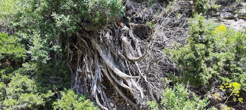 In the photo, the Juniper tree is a type of juniper, a family of cypress trees. It is a very ancient tree with spreading branches and a very extensive root system.