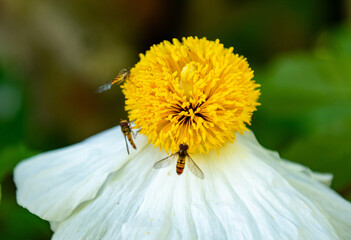 bee on yellow flower