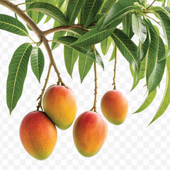 realistic fresh mango hanging from a branch with green leaves in a natural setting isolated on transparent background