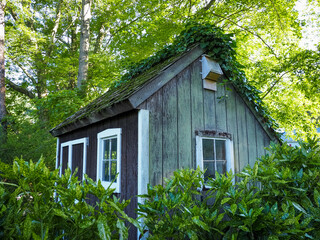 Old Wooden Garden Shed covered in Moss and Ivy