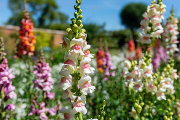 flowers in the garden