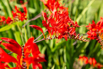red flower in the garden