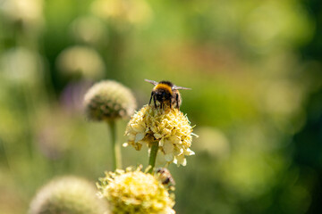 bee on a flower