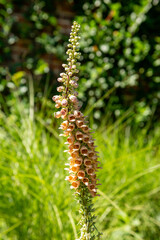 Larger cone shaped flower head in garden