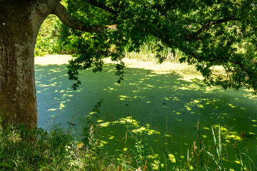 A green-covered pond surrounded by trees