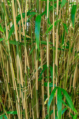 Obraz premium Tall bamboo grass