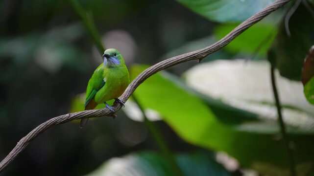 Blue-winged Leafbird ( Chloropsis cochinchinensis) female bird on a branch