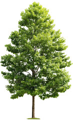 Obraz premium Full shot of a vibrant green tree