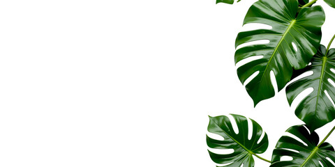 Vibrant Green Monstera Leaves Bordering