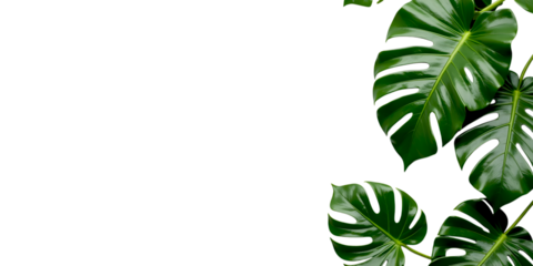 Vibrant green monstera leaves bordering a clean white space isolated on transparent background