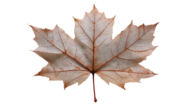 Detailed Autumn Maple Leaf Isolated on White Background