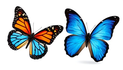 Two vibrant butterflies, orange and blue, isolated on white