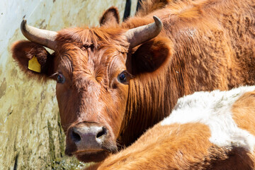 Brown cattle crowded in pen with visible ear tags