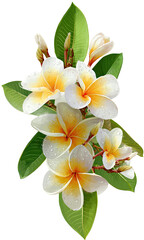 Close-up of Plumeria flowers in a bouquet.  Bright yellow-white blossoms, vibrant green leaves, with a delicate touch