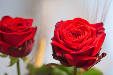 Red rose flower in bloom with smooth petals on an interior scene bouquet