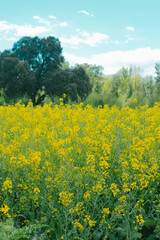 Yellow rapeseed field in bloom on an agricultural landscape in Girona, Catalonia