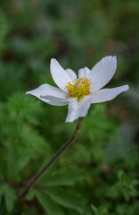 Blooming anemone flowers in a garden. Blurred green background.