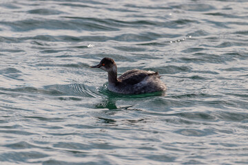 A beautiful waterfowl bobbing on the waves. 
