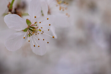 Delicate white flowers on the foreground. Blurred white background.