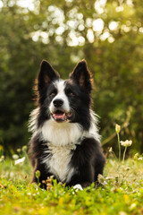 Alert border collie resting in a sunlit summer meadow. Animals.