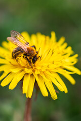Honey bee at work. Green blurred background.