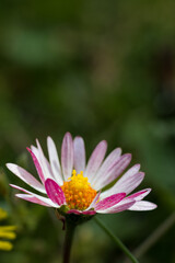 Fototapeta premium Pink daisies blooming in a garden. Blurred green background.