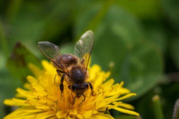 Honey bee at work. Green blurred background.